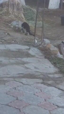 The video shows two cats, one black and white and the other tabby, wrestling on dirt and broken pavement. The black and white cat is on top of the tabby cat. Behind them is a pile of hay and straw. A metal structure can be seen on the right of the frame.