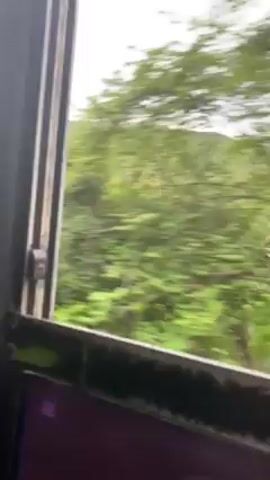 The video depicts a view from a train window, showcasing a landscape of lush green trees and a distant, tree-covered mountain. The camera is positioned inside the train, looking out. The train is moving, causing the trees and landscape to blur as they pass by. The sky appears overcast with a gray, cloudy complexion. The window frame is visible, adding a sense of perspective to the shot. The overall impression is one of movement and a fleeting glimpse of the natural environment outside the train.