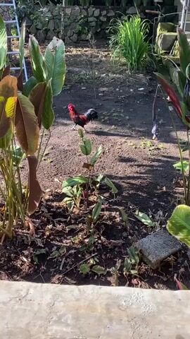 The video shows an outdoor scene with a garden and some farm animals. In the foreground, there are large, leafy plants with colorful leaves, some of which are yellow and burgundy. The ground is covered with dark soil and some dried leaves. In the background, a rooster with black and red feathers is walking on the dirt path. A red wheelbarrow is visible on the left side of the screen, and a white ladder is leaning against a wall in the background. The sun is shining, casting shadows on the ground.