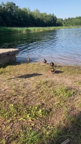 The video shows a group of five ducks on the grassy shore of a lake. The water is calm with gentle ripples, reflecting the blue sky and the green trees that line the opposite bank. A concrete structure, possibly a dock or pier, is visible on the left side of the frame. In the distance, a red buoy floats on the water, and a red and white striped pole is partially submerged near the shore. The grass is a mix of green and dry patches, indicating a warm, sunny day, likely in the late afternoon or early evening given the long shadows cast by the ducks. The ducks are of various sizes and appear to be mallards, with some foraging on the ground and others looking towards the water. The overall scene evokes a peaceful, natural setting. There is no visible text in the media.