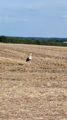 A lone white and black stork stands in a dry, harvested field under a blue sky with scattered clouds. The stork is facing left and appears to be looking down. The field is covered in stubble and straw. In the background, a dark green line of trees separates the field from the horizon, where rolling hills are visible. The scene is shot from a distance, providing a wide view of the rural landscape and the solitary bird.