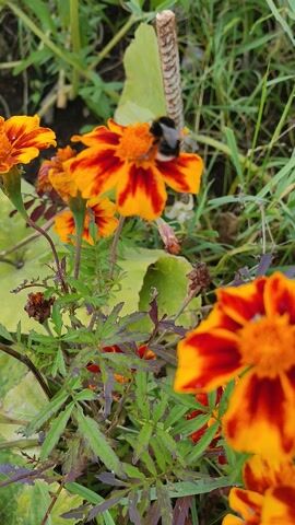 A bumblebee is shown collecting nectar from a marigold flower. The flower has orange and red petals. The bumblebee is black and yellow. The video is shot from a close-up perspective, with the flower and bee in sharp focus. The background is blurred, consisting of green foliage.