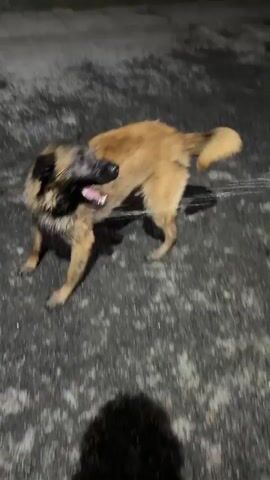 In this video, a dog is shaking off water, likely from a recent bath or swim. The dog is a medium-sized breed with tan and black fur. It's wet and appears to be outdoors on a paved surface, possibly a driveway or a street. The background is dark, suggesting it's either nighttime or the lighting is poor. There are some indistinct shapes in the background that might be vehicles or structures.

The dog is the central subject, captured mid-shake as water droplets fly outwards. Its body is contorted as it vigorously shakes its head and torso. Its mouth is open, and its tongue is visible. The dog's expression is one of energetic release and possibly relief from being wet.

The scene is simple and focuses on the dog's action. The setting appears to be a somewhat urban or suburban environment, given the paved ground and the presence of what look like vehicles in the distance. The time of day is indeterminate due to the low light, but it could be evening or early morning. The weather is not explicitly shown, but the dog's wetness implies recent contact with water, perhaps from rain or a water source.

There is no visible text in the video. The overall impression is a candid moment of a dog shaking off water, showcasing its natural behavior in a straightforward, unadorned manner. The focus is entirely on the dog and its physical action.
