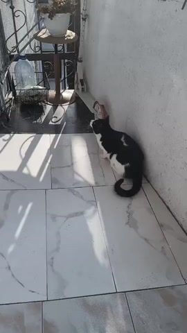 A black and white cat sits on a tiled floor, leaning against a white wall. In the background, there is a balcony with a railing, a plant in a pot, and a scooter. Sunlight casts shadows across the floor and wall.