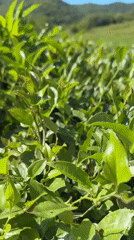 Inside Russia's tea country: a Krasnodar plantation in full summer