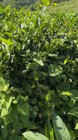 Inside Russia's tea country: a Krasnodar plantation in full summer