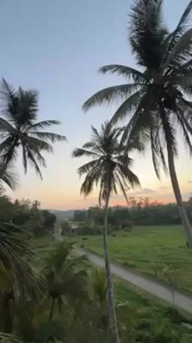 The video shows a rural landscape at sunset, featuring several palm trees in the foreground. A road stretches through green fields, with a small vehicle visible in the distance. The sky transitions from blue to orange and pink hues at the horizon. The environment appears quiet and tranquil.