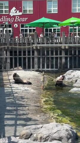 The video shows an outdoor scene at what appears to be a zoo or animal park. In the foreground, two seals are visible. One seal is lying on a sandy area to the left, while the other is in the water to the right, with its head and front flippers raised out of the water. A rope is tied to a post in the water and extends towards the seal on the sandy area. Behind the seals, there is a wooden fence structure. Above the fence, a red building with white-framed windows is visible. The building has a sign that reads "Fuddling Bear" with a white outline of a bear holding a baby bear. Several people are seated at tables under green umbrellas on a wooden deck in front of the building. The overall environment appears to be sunny.