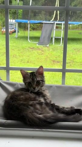 A small, long-haired tabby kitten reclines on a gray cushioned window seat, looking out a window. The kitten's fur is a mix of brown and black tabby markings. Outside the window, a green, wet lawn is visible. A blue and silver trampoline with a black mat is in the background, along with some trees and a partial view of a white fence. The kitten turns its head to the right, then back to the viewer.