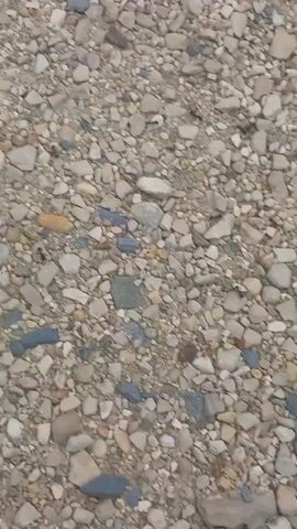 The video displays a close-up, overhead view of a gravel surface. The gravel consists of various sizes and colors of stones, including beige, gray, and some darker blue-gray stones. There are a few small patches of green vegetation visible, particularly towards the right and upper right edges of the frame. The ground appears dry. Several ants are visible moving across the gravel. The lighting suggests it is daytime, and the weather appears overcast or the light is diffused. The scene is a ground-level view of a natural or man-made outdoor surface, possibly a path or driveway. The activity is the movement of ants across the gravel. There is no visible text. The location context provided is Águeda, Portugal.