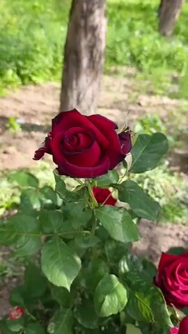 This is a close-up video of a deep red rose in bloom, set in an outdoor garden. The rose is the primary subject, with its velvety petals unfurling in a classic spiral. The leaves are a vibrant green, providing a lush backdrop. In the background, blurred trees and foliage suggest a natural, park-like setting. The lighting indicates it's daytime, likely a sunny or partly cloudy day, as there are soft shadows and bright highlights on the petals. The scene conveys a sense of natural beauty and tranquility. There are no people visible, and no text is present in the video. The location context indicates this scene is in Tamasha, Kyrgyzstan.