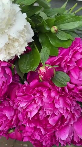 A close-up video shows a bouquet of peonies. The bouquet contains both white and vibrant pink peonies. The white peonies are large and fully bloomed, with ruffled petals and a yellow center. The pink peonies are also fully bloomed, with a deep magenta hue and visible stamens. Several pink peony buds, tinged with red and green, are interspersed among the blooms. Green leaves with visible water droplets are present throughout the bouquet. The background is blurred, suggesting the bouquet is the sole focus. The lighting is natural and soft, highlighting the textures and colors of the flowers.