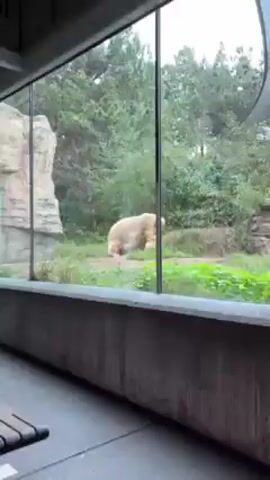 The video shows two light-colored bears in an outdoor enclosure, viewed through a window. One bear is standing and walking around, while the other is lying down on a grassy area. There are trees and greenery visible in the background. The video appears to be taken from inside a building, possibly at a zoo.