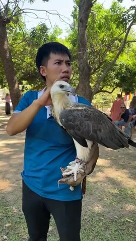 A man in a blue polo shirt and black pants holds a large bird of prey, likely an eagle, on his gloved forearm. The bird has a white head and neck, dark gray wings, and a light-colored chest and belly. The man's left hand is touching the bird's head. The bird is looking to its left. The man appears to be looking to his left as well, with a slight smile. The background shows trees with green foliage, and other people can be seen in the distance. The ground is covered with dirt and some dry leaves. The lighting suggests it is daytime and outdoors.