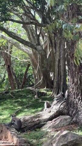 The video shows a group of monkeys resting on a grassy, rocky slope beneath a large tree. The tree has multiple thick, light-colored trunks that rise up into the canopy. To the right, another tree with darker bark is also visible. The monkeys are various shades of gray, and some appear to be grooming each other. The setting is a wooded area with sunlight filtering through the leaves.