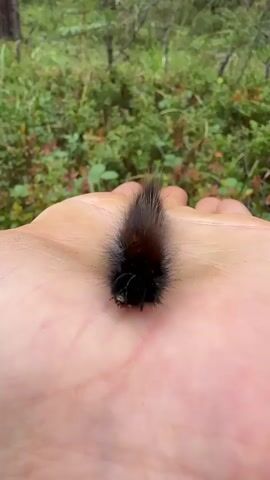 A close-up video shows a fluffy, black caterpillar resting on a person's open palm. The background is a blurred forest with green foliage and trees. The caterpillar is positioned in the center of the palm, with its head facing forward. The person's hand is slightly cupped, holding the caterpillar. The video zooms in on the caterpillar, revealing its hairy body and tiny legs. A faint rustling sound can be heard, and there's a brief moment where the person appears to react to something, possibly the caterpillar moving or an external stimulus. The video ends with a close-up of the caterpillar.