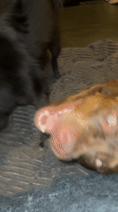 Two dogs play on bed in Cemagi, Indonesia