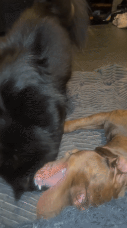 Two dogs play on bed in Cemagi, Indonesia
