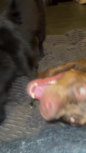 Two dogs play on bed in Cemagi, Indonesia