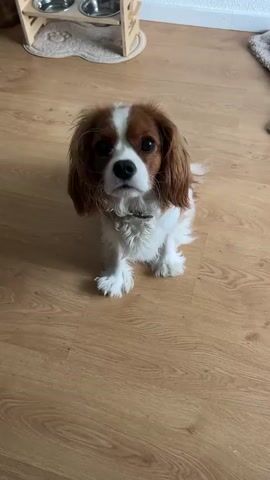 A small dog with brown and white fur is on a wooden floor. The dog is initially walking towards the camera and then transitions into a play bow position, with its front legs extended and rear end raised. The dog then wiggles its hindquarters and shakes its head. The background shows a portion of a wooden cabinet and a white wall.