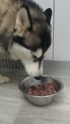 A medium-sized husky with a black, white, and tan coat eats from a stainless steel bowl on a light wood-patterned linoleum floor. The bowl contains a portion of what appears to be ground meat. The dog’s head is lowered as it licks and eats the food. White cabinets and a baseboard heater are visible in the background. A child's voice speaks in the background but is mostly inaudible.