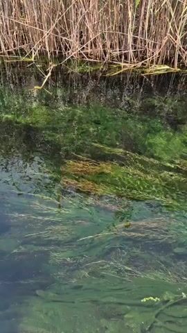The video captures an underwater view of a body of water with aquatic vegetation and a reflection of reeds on the surface. The water is clear, allowing visibility of the submerged plant life which appears green and brown, swaying gently. The reeds at the top of the frame are dry and tan, creating a natural border to the aquatic scene. The overall impression is one of a serene natural environment.