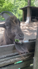 Farm animals feed peacefully behind fences in Blagoevgrad Bulgaria