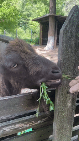 Farm animals feed peacefully behind fences in Blagoevgrad Bulgaria