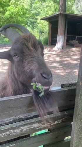 Farm animals feed peacefully behind fences in Blagoevgrad Bulgaria