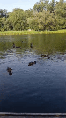Ducks on a calm reflective pond in Cherkessk
