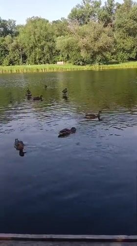 Ducks on a calm reflective pond in Cherkessk