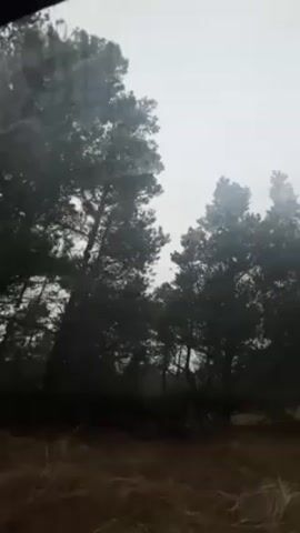 Here is a forensic description of the video:

The video shows a view of a forest through a window, presumably a car windshield, indicated by streaks from a wiper. The weather is overcast, creating a muted, gray light. The trees are tall and evergreen, their details obscured by the weather conditions. There is brown grass at the base of the trees. There are no people, other discernible animals, or man-made objects besides the window visible in the frame. The camera angle is relatively low, looking up at the trees, indicating the viewpoint is from a seated position. No sounds are present in this clip.