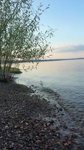 This is a vertical, close-up video of a serene natural scene by a body of water. The foreground is dominated by a pebbled shoreline, with smooth, multi-colored stones of various sizes forming a textured ground. To the left, a vibrant green, leafy tree branches out, its long, slender leaves casting a delicate silhouette against the sky. The tree's trunk is visible near the shore, with its roots subtly reaching towards the water.

The middle ground showcases the edge of a large, calm body of water, likely a lake or a wide river. Gentle waves lap against the shore, creating a soft, rhythmic motion. A few blades of green grass emerge from the water near the shore. The water itself reflects the soft hues of the sky, appearing serene and inviting.

The background features a distant shoreline, characterized by a flat, low-lying landmass stretching across the horizon. The sky above is a clear, soft blue, with a few wispy clouds tinged with pink and orange, suggesting either dawn or dusk. The overall lighting is soft and diffused, creating a peaceful and tranquil atmosphere.

The time of day appears to be either early morning or late evening, given the soft, warm light and the calm nature of the water. The weather seems pleasant, with no harsh winds or dramatic cloud formations. The setting is clearly a natural, undeveloped landscape, likely in a rural area, consistent with the location context of Gurino, Russia.

There is no visible text in the video. The dominant emotions conveyed are peace, tranquility, and natural beauty. The video captures a moment of quiet contemplation by the water's edge.