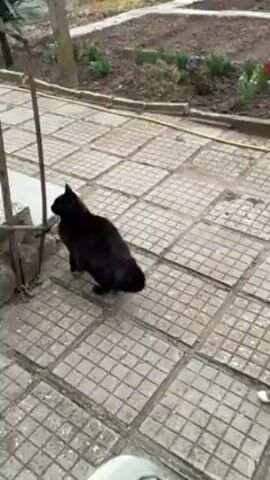 The video shows a grey and white cat standing on a tiled patio. In the background is a flower bed with pink and purple flowers. A black cat is seen briefly in the bottom left corner of the frame before moving out of view. The camera is held by someone wearing a white and grey shoe. The cat is facing away from the camera, then turns to look at it. The cat then looks away again.