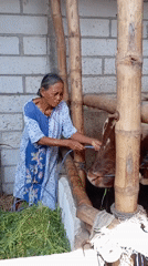 Woman tends to cow in bamboo stable, Indonesia