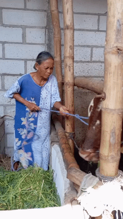 Woman tends to cow in bamboo stable, Indonesia