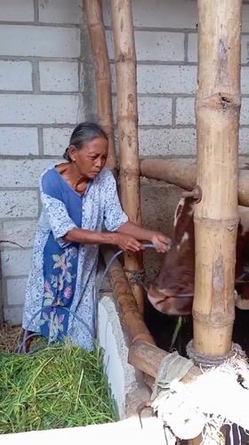 Woman tends to cow in bamboo stable, Indonesia