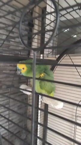A green parrot with a yellow head and blue markings is perched inside a black metal cage. The parrot is facing the camera and looking to its left. The cage bars are visible in the foreground, obscuring some of the parrot's body. The background appears to be a wall with vertical blinds.