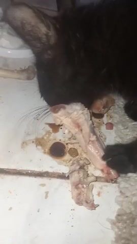 A black cat is eating raw chicken. The cat is in focus and occupies most of the frame. The chicken is on a white tiled floor and appears to be partially consumed. There is some liquid and debris on the floor around the chicken and the cat.