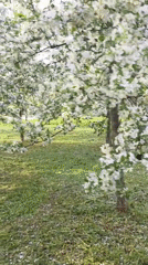 Cosplayers gather among blooming trees in Saint Petersburg park