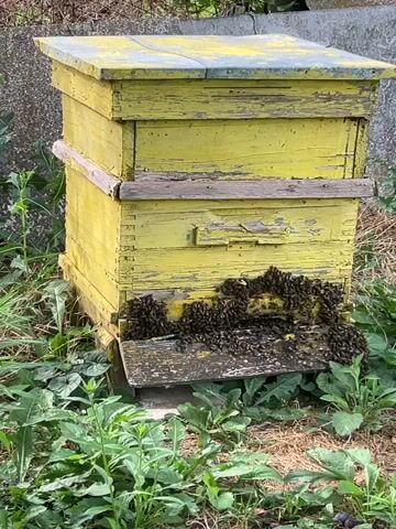 A close-up, slightly shaky, medium shot shows an old, weathered, yellow beehive with peeling paint. Numerous bees are clustered on the landing board at the bottom of the hive, some entering and exiting. The hive is situated outdoors amidst lush green vegetation and dry grass. In the background, a rough concrete wall and corrugated metal sheeting are visible. The lighting is natural and appears to be daylight.