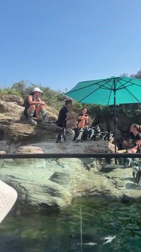 Up close with penguins at a New York area exhibit