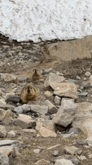 Marmots spotted foraging in rocky terrain near Parga, China