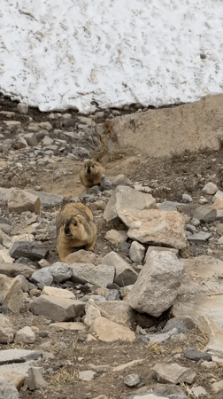 Marmots spotted foraging in rocky terrain near Parga, China