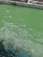 Murky pool activity recorded in Kuta Makmur, Indonesia