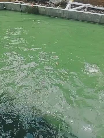 The video shows an outdoor, rectangular concrete pool filled with murky green water. The surface is disturbed by ripples and splashes. A dark object, possibly part of a person's body, is visible in the lower left corner. The pool's edge is made of concrete, with some construction materials or debris visible behind it.