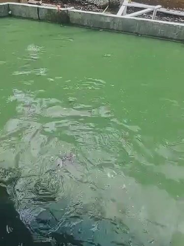 Murky pool activity recorded in Kuta Makmur, Indonesia