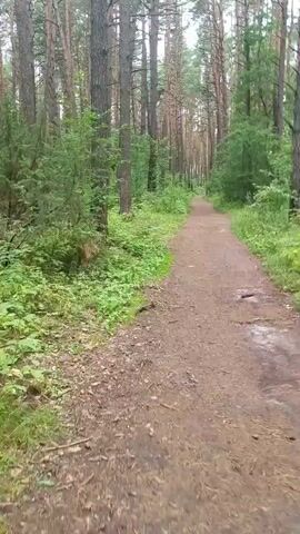 The video shows a dirt path winding through a dense forest. Tall pine trees with some dead branches line the path, creating a canopy of green leaves and dappled sunlight. The forest floor is covered with lush green undergrowth, including ferns and other leafy plants. The path itself appears to be well-trodden and is slightly wider than a single person. The camera is moving, giving the impression of walking or biking along the path. The overall atmosphere is serene and natural.