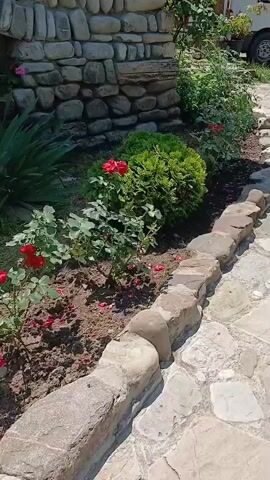 This is a short video clip taken outdoors, likely in a garden setting. The focus is on a section of a garden featuring various plants, including roses and what appear to be agave plants. The plants are situated in a bed of dark soil, bordered by a low wall constructed of natural, rough-hewn stones. Another pathway or area, also paved with irregularly shaped stones, is visible to the right. In the background, a stone wall or structure can be seen, with some greenery growing against it. A vehicle is partially visible in the far upper right corner of the frame.

The activity appears to be a static recording or panning shot of this garden area. The lighting suggests it is daytime, with sunlight casting shadows, indicating a bright, possibly sunny day. The presence of fallen rose petals on the ground suggests that the roses are in bloom, and perhaps some have recently dropped their petals. The overall scene evokes a sense of a well-maintained garden, possibly in a rural or semi-rural location given the natural materials used in the landscaping. The visual details do not convey any specific emotions, but the overall impression is one of natural beauty and tranquility. There is no visible text within the frame. The location context provided is Tsinandali, Georgia.