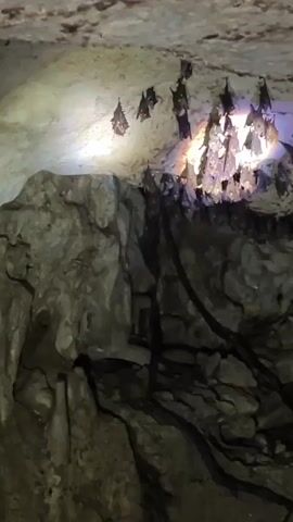 The video shows a cave's interior illuminated by a flashlight. Several bats are hanging from the ceiling. There are rocks and what appear to be dark, thin vines in the foreground.